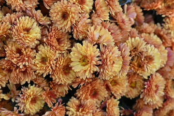 Fototapeta premium Close up photo of chrysanthemum top, chrysanthemum flowers macro as background, floral fall backgrounds 