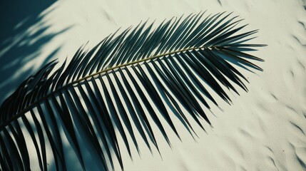 Fototapeta premium Tropical Minimalism Palm Leaf Shadow on Abstract White Sand Beach, Summer Background Concept