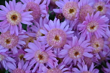 Obraz premium Close up photo of purple chrysanthemum top, chrysanthemum flowers macro as background, floral fall backgrounds 