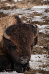 Fototapeta premium American bison close up