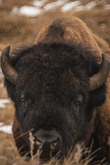 Fototapeta premium American bison close up