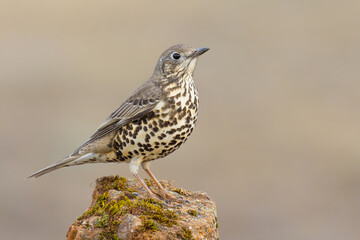 Fototapeta premium Mistle Thrush