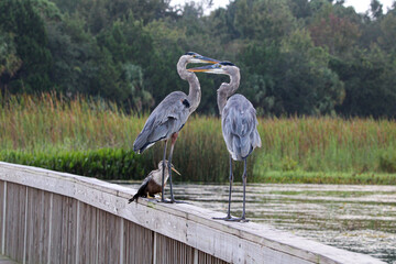 Two Great Blue Herons with an Anhinga crouched next to them.