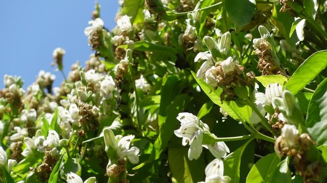 Adhatoda Vasica (Malabar nut) white flowers, adulsa, adhatoda, vasa, vasaka, When dry they are of a dull brownish green colour.