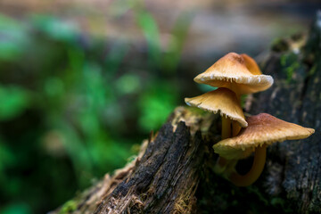 Fototapeta premium Forest mushrooms on tree trunk close up