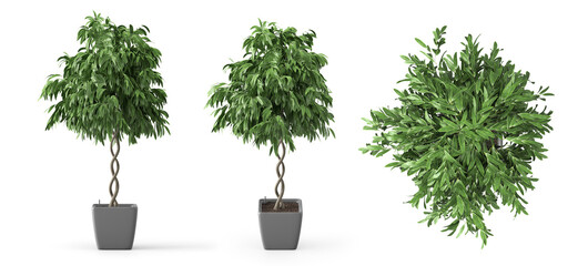 Fototapeta premium 3d render Plant pot in different angles isolated on white background . different angle