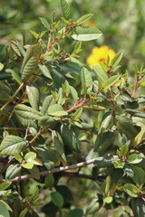Coastal California Buckthorn, Frangula Californica Subspecies Californica, a stately native monoclinous shrub displaying elliptically ovate leaves during Spring in the Santa Monica Mountains.