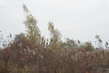 reeds and self-seeded trees in the wind