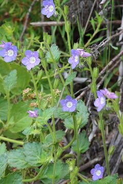 Blue Sticky Scorpionflower, Phacelia Viscida Variety Viscida, an alluring native monoclinous annual herb displaying terminal scorpioid cyme inflorescences during Spring in the Santa Monica Mountains.