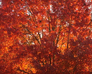Vivid, Red Leaves on a Tree with Many Branches, Lighted from Behind by Fiery Sunlight