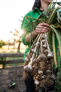 Homegrown garlic