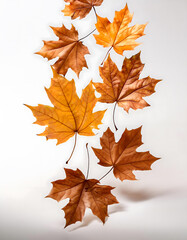 Obraz premium A bunch of brown fall colored maple leaves float in the air on a white background.