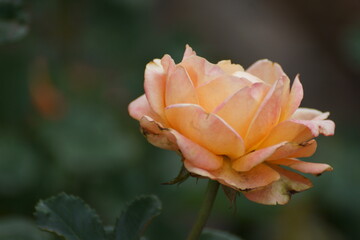 Fototapeta premium orange rose flower