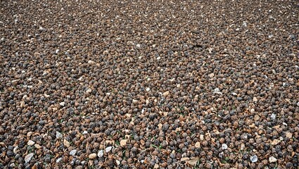 Rustic pine cones strewn on ground varied hues of brown with scattered pine needles