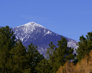 A Snowy Mountain Peak Looming over a Piney Forest against a Vivid Blue Sky