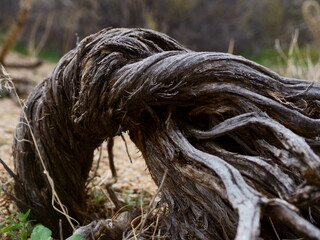 A Gnarly, Twisted Stump in a Wild Setting