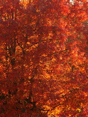 A Vivid, Textured Close-up of a Bright Red Maple Tree in Its Glorious, Fall Foliage