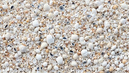 Variety of sea shells in soft colors intricate details and textures