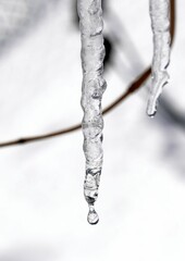 Chilly, Icicles with Melt-Water Dripping From Their Tips