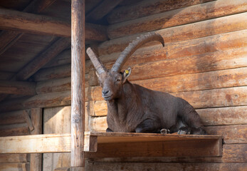 Alpine Ibex Resting on Wooden Platform in a Rustic Shelter