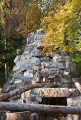 Alpine Ibex Grazing on Rocky Terrain in Autumn Forest