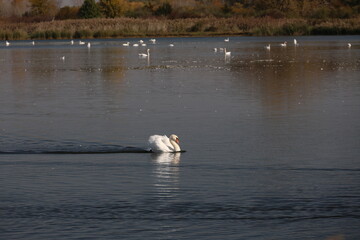 swan on the lake