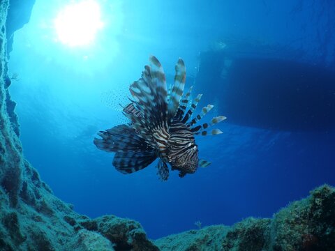 lion fish underwater mediterranean sea