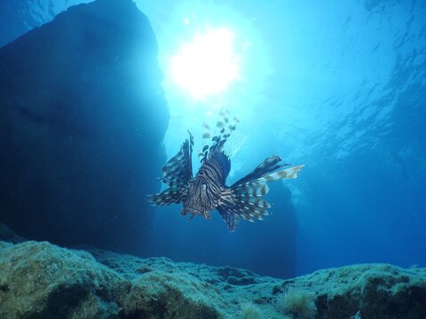 lion fish underwater mediterranean sea