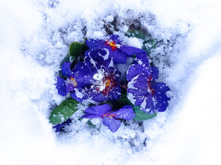 Close up of a purple hyacinth in the snow.Spring background . Purple hyacinth flower in the snow close up