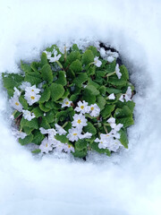 Close up of a purple hyacinth in the snow.Spring background . Purple hyacinth flower in the snow close up