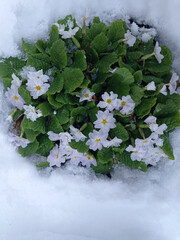 Close up of a purple hyacinth in the snow.Spring background . Purple hyacinth flower in the snow close up