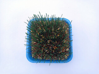 Samani on the abdomen . Novruz holiday, Traditional fresh green grass samani - symbol of spring and Novruz .