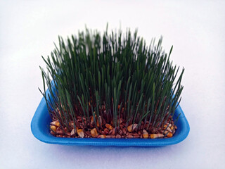 Samani on the abdomen . Novruz holiday, Traditional fresh green grass samani - symbol of spring and Novruz .