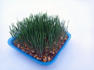 Samani on the abdomen . Novruz holiday, Traditional fresh green grass samani - symbol of spring and Novruz .