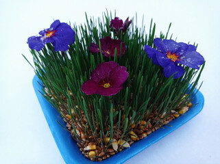 Samani on the abdomen . Novruz holiday, Traditional fresh green grass samani - symbol of spring and Novruz .