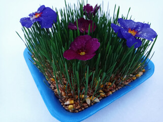 Samani on the abdomen . Novruz holiday, Traditional fresh green grass samani - symbol of spring and Novruz .