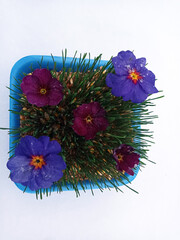 Samani on the abdomen . Novruz holiday, Traditional fresh green grass samani - symbol of spring and Novruz .