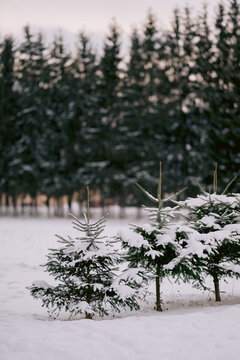 Snowy pine trees in a winter forest landscape scene