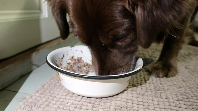 Hungry half breed of toller retriever dog greedily eating his food. Happy domestic animal concept. Dog food, pet store, animal resque.