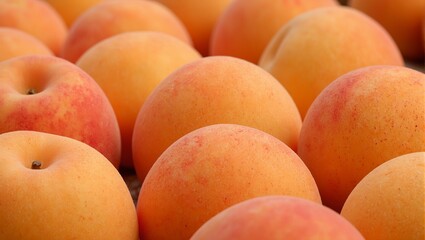 Fresh ripe apricots with velvety skin and a touch of pink blush