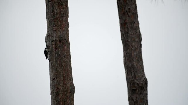 A red cockaded woodpecker perched on a longleaf pine tree, pecking for insects then entering a hole in the tree, against a white sky. No sound.