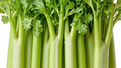 Obraz premium Fresh celery stalks with lush leaves and water droplets