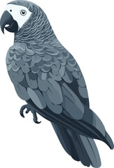 Fototapeta premium simple vector African gray parrot clipart
