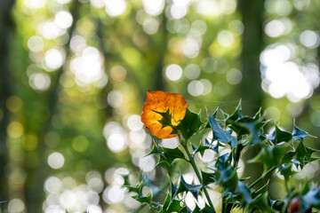 beech leaf on holly