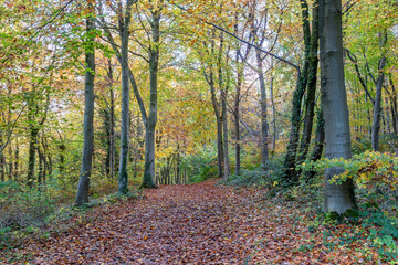 Obraz premium autumn in the woods