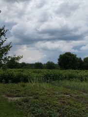 Obraz premium Сад