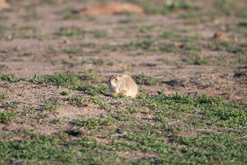Obraz premium Prairie Dogs in the Wichita Mountains