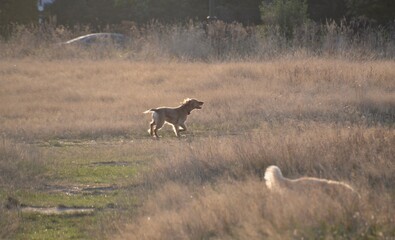 Dogs at play on Wimbledon Common