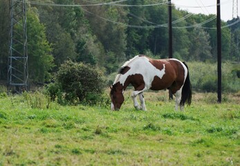 Naklejka premium Horse in the farmland, Sweden