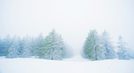 Fototapeta premium Serene Winter Forest Landscape: Snow-Covered Trees in Misty Wilderness Scene